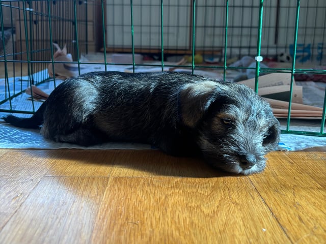 Miniature Schnauzer · Partille · Encalnas' Kennel