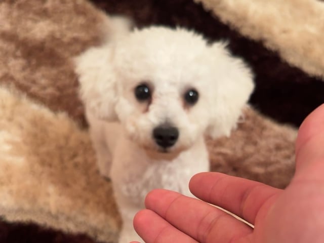 Bichon frisé