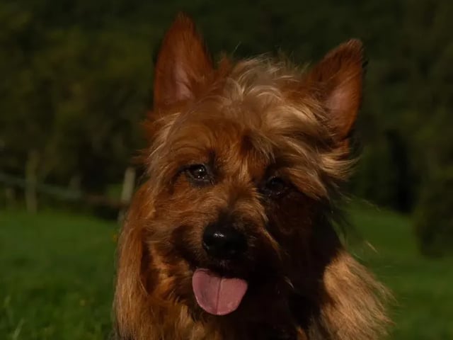 Australsk terrier