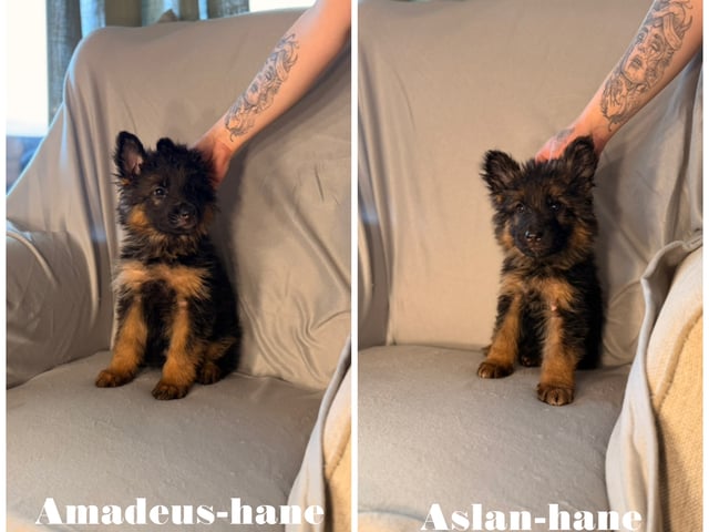Schæferhund