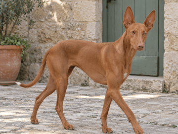 Pharaoh Hound