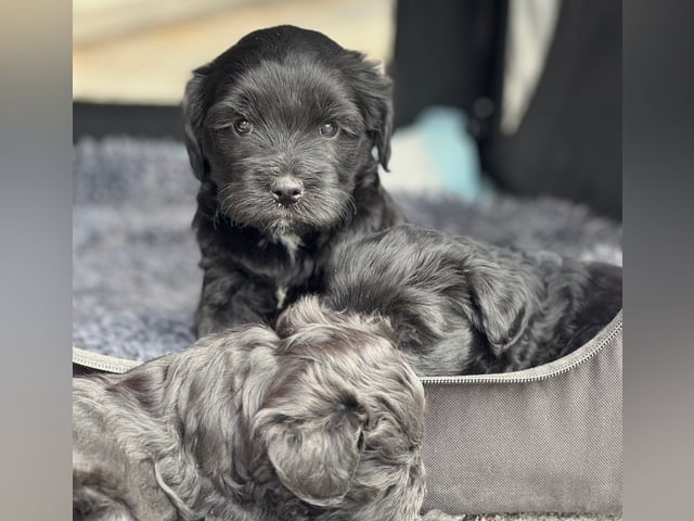 Tibetansk terrier