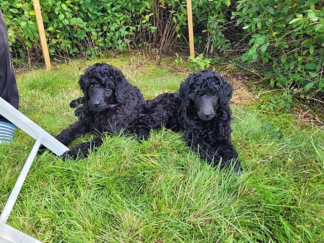 Standard Poodle · Svinndal · Ewa Szczepanska
