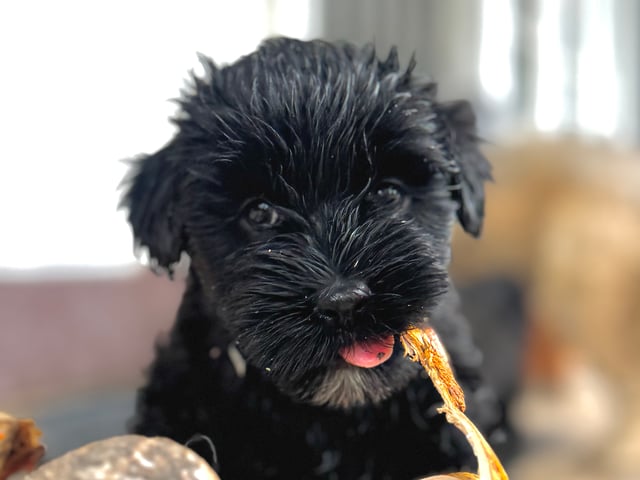 Tibetansk terrier