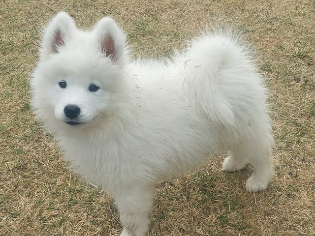 Samojedhund