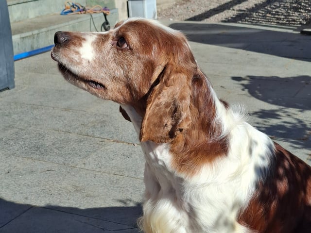 Welsh springer spaniel
