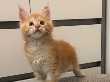Maine Coon · Motala · SE*Power Tail’s