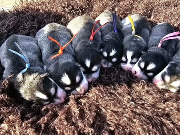 Finnish Lapphund · Ottestad · Helle Irene Braathen