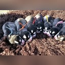 Finsk lapphund
