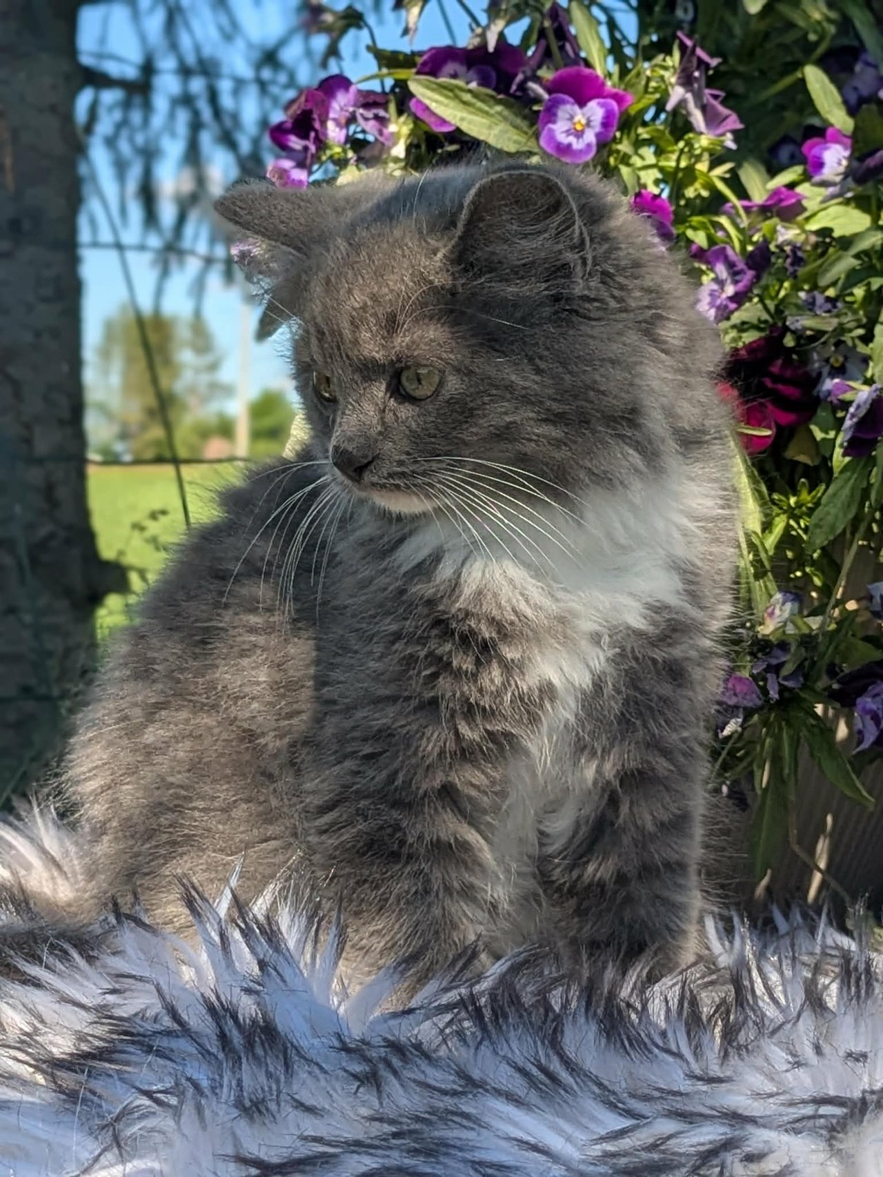 Annas katter