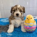 Bichon havanais