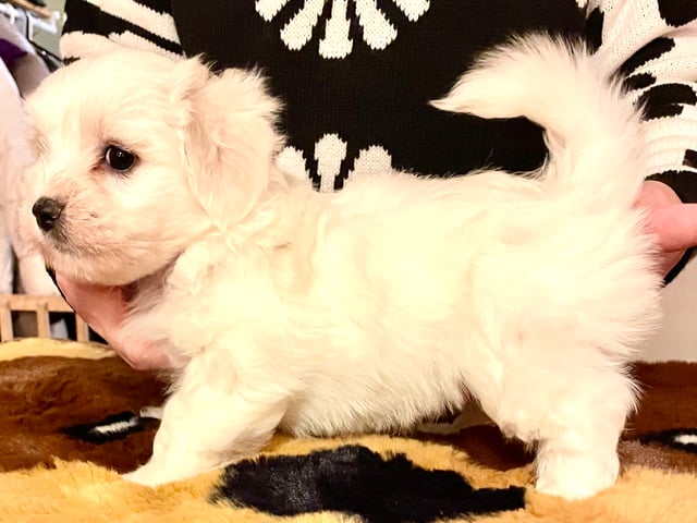 Coton de Tuléar