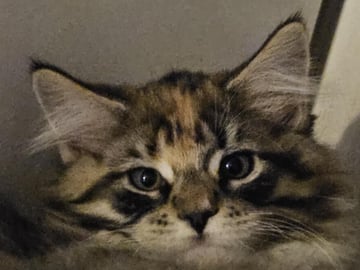 Biscaya BigPawz