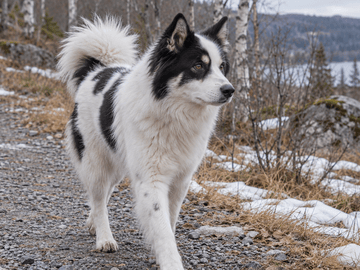 Yakutian laika