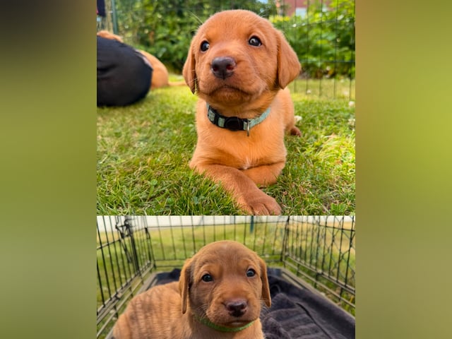 Labrador retriever