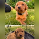 Labrador retriever