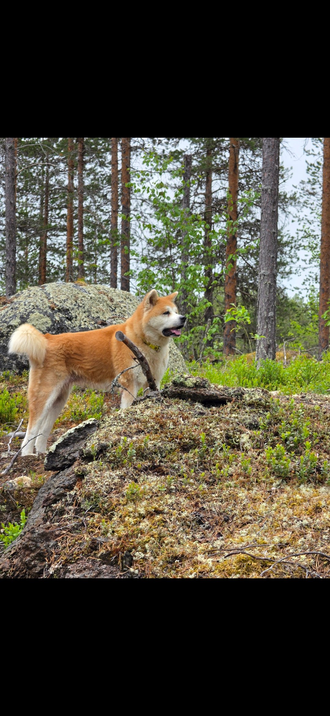 Eldsjöns Kennel