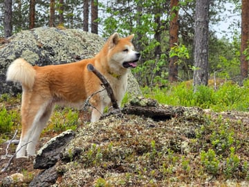 Eldsjöns Kennel