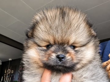 Pomeranian · Aurskog · Valentine Ai Nga Ly