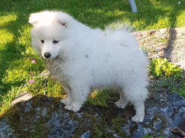 Japansk spids · Bryne · Nordic Happytails