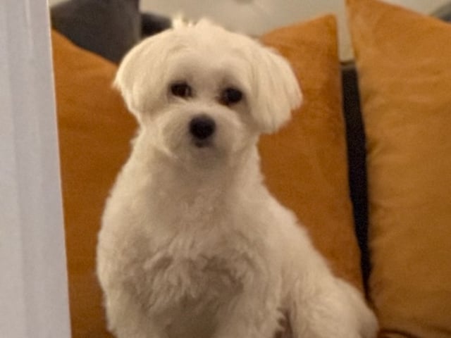 Pappa: Max