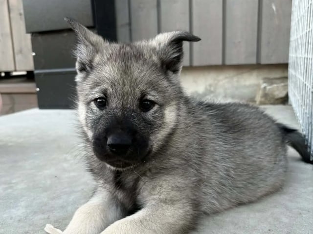 Norwegian Elkhound (Grey)
