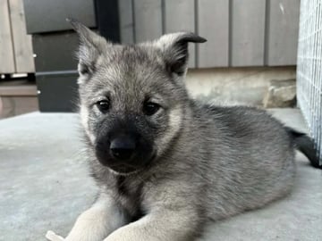 Norwegian Elkhound (Grey) · Hovsherad · Lundølen
