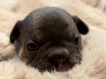 Fransk bulldog · Hörby · Chubby cheeks