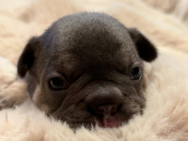 Fransk bulldog
