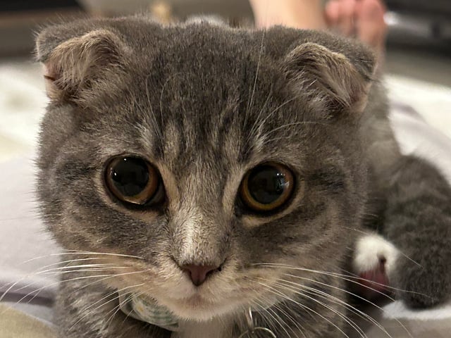 Scottish Fold