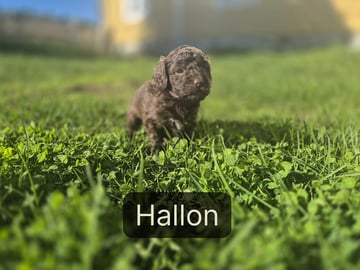 Shihpoo · Olofström · Oliver K.