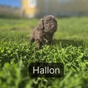 Shihpoo
