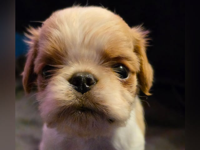 King charles spaniel