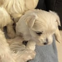 Malteser