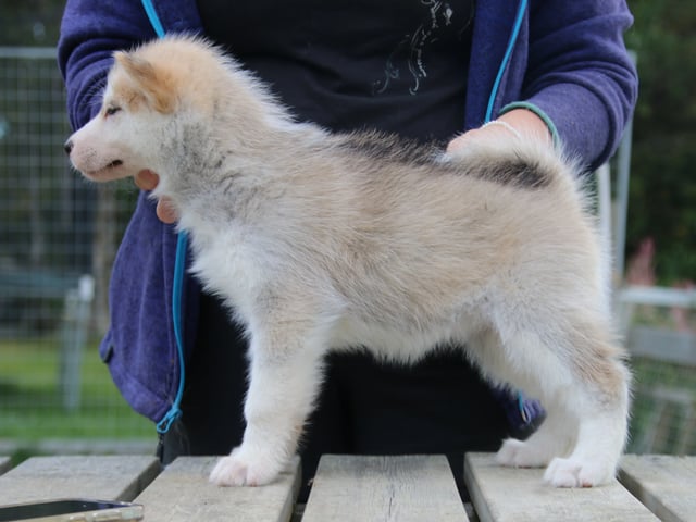 Greenland Dog