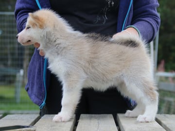 Greenland Dog · Etnedal · Tasermiut Kennel
