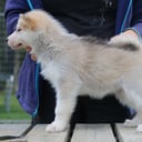 Grönlandshund