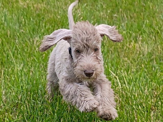 Bedlington Terrier