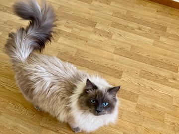 Petit Pavot