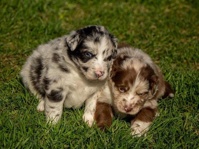 Australian shepherd