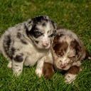 Australian shepherd