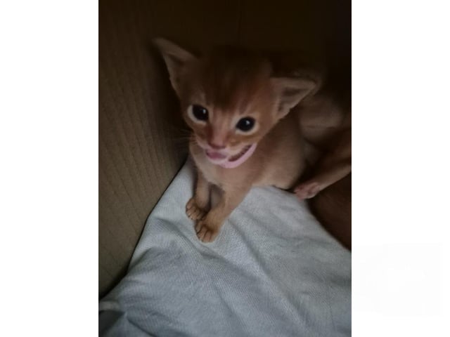 kitten: Happy Sahara