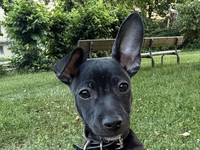Xoloitzcuintle