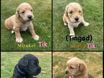 Labradoodle · Staffanstorp · Carina W.