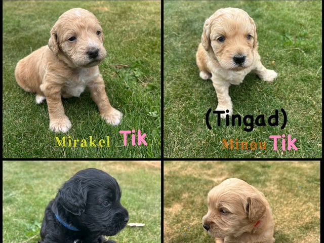 Labradoodle