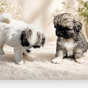 Tibetansk spaniel