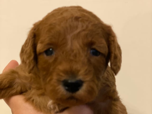 Cavapoo