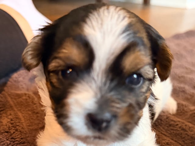 Biewer terrier