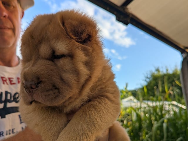 Shar pei