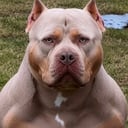 Far: Boyka